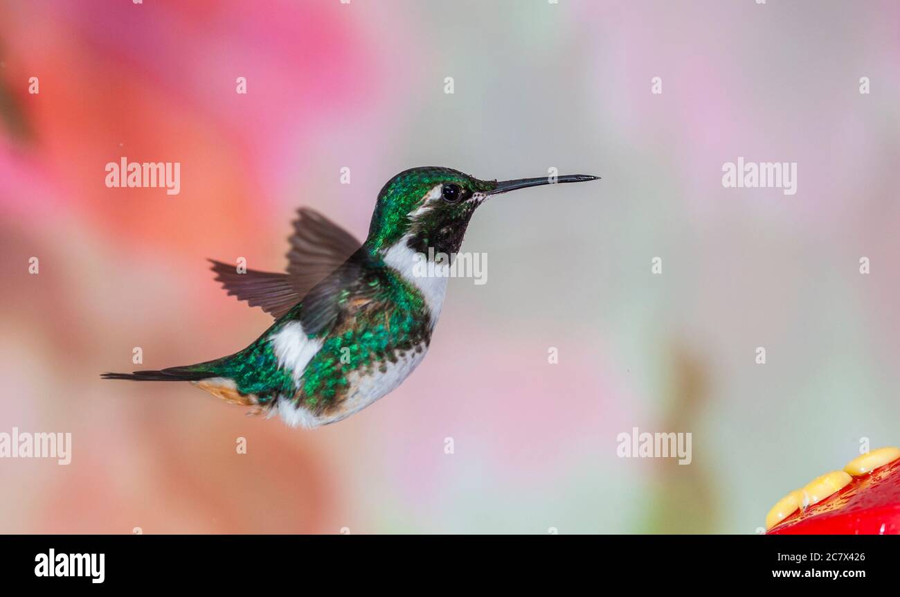 White-bellied Woodstar hummingbird, Chaetocerus mulsant, at Guango Lodge in Ecuador Stock Photo