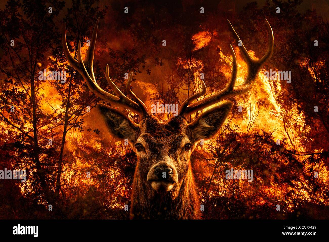 Red Deer portrait on forest fire photomontage. Stock Photo