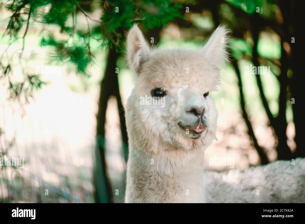White Alpaca eating Grass Stock Photo Alamy
