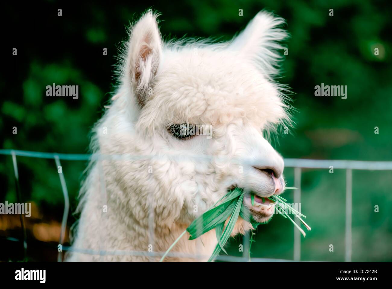 White Alpaca eating Grass Stock Photo Alamy