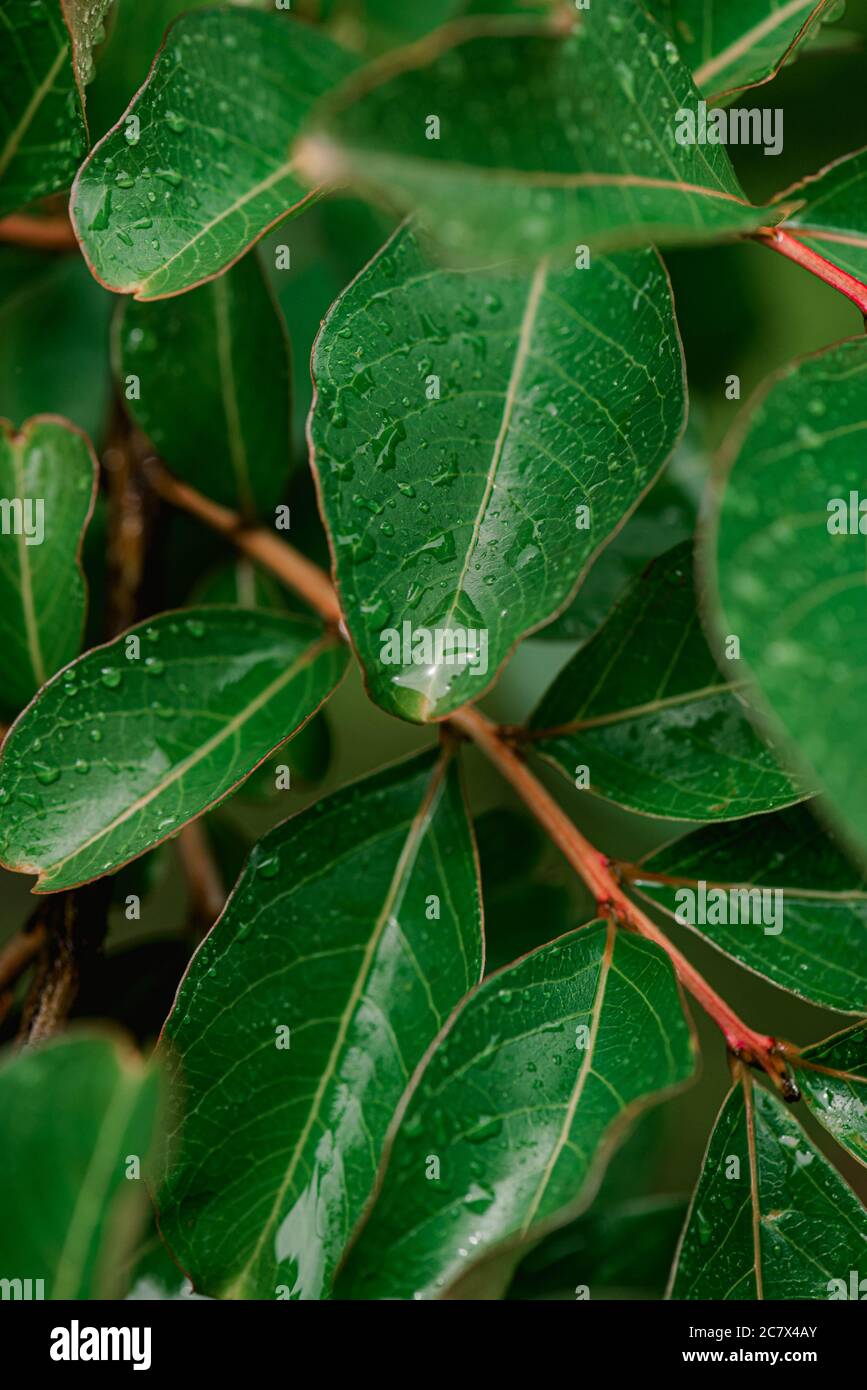 Green leaves macro water hi-res stock photography and images - Alamy