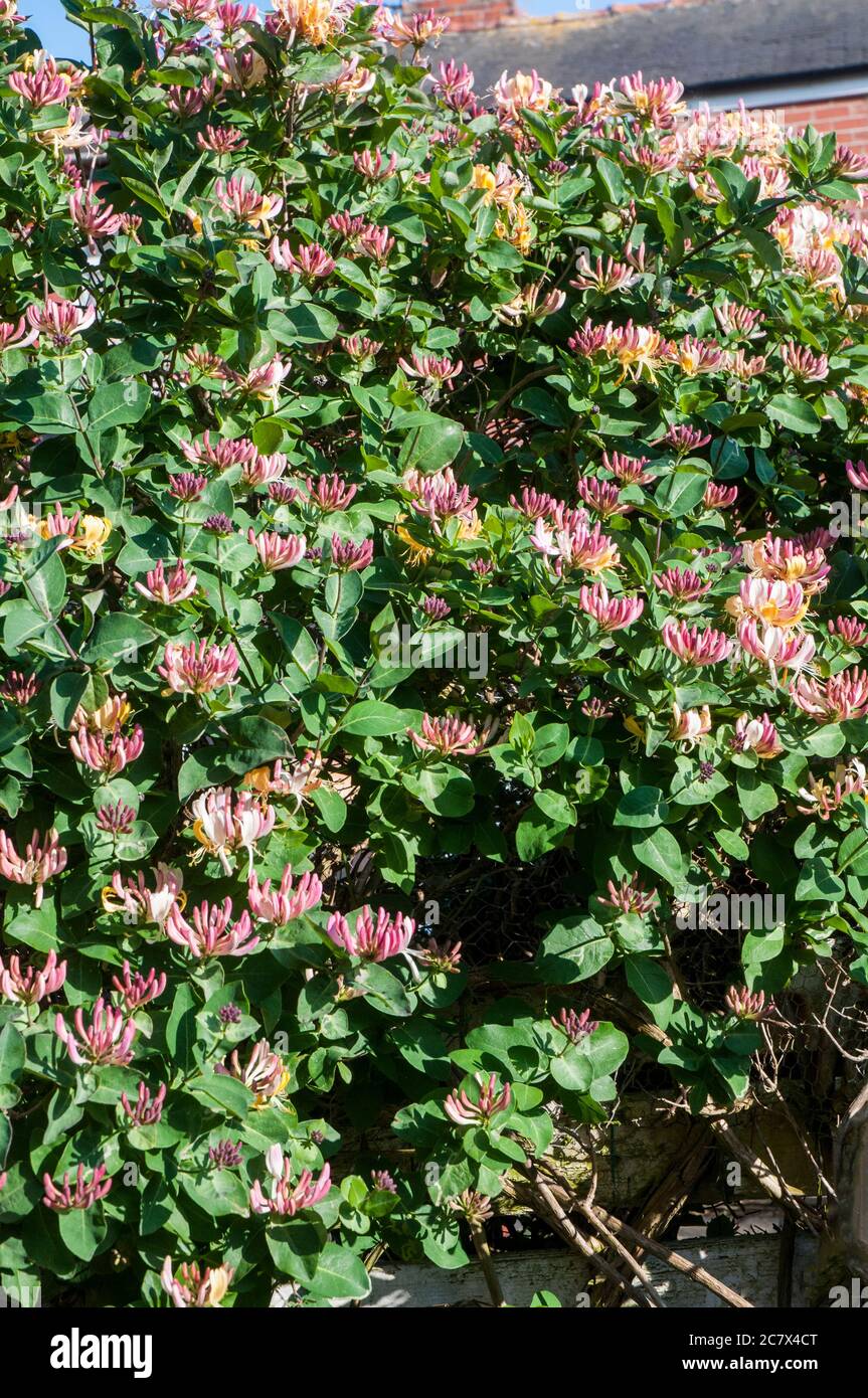 Wild Honeysuckle Lonicera periclymenum Woodbine with buds and flowers A