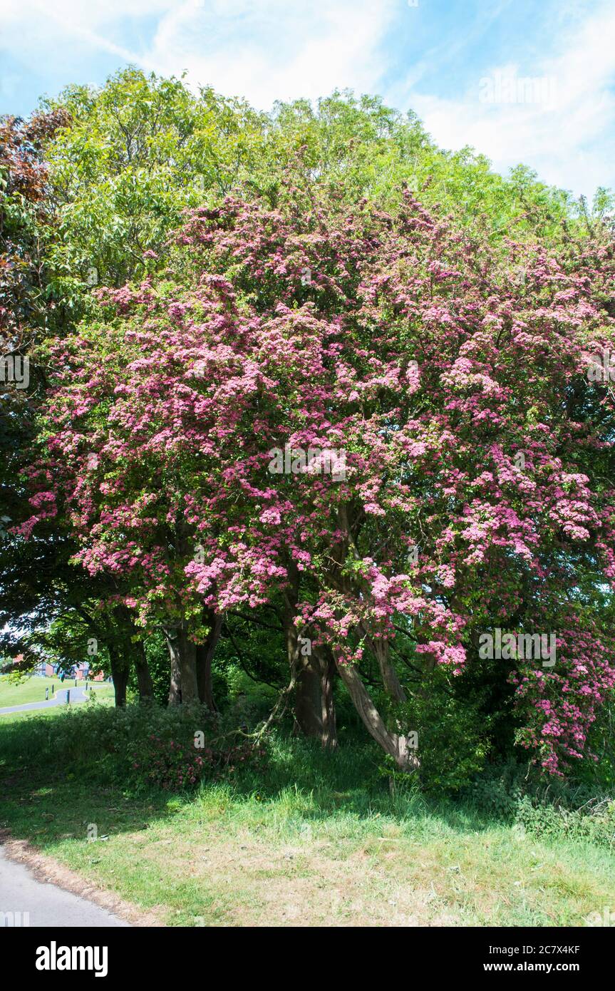 Crataegus laevigata Red Hawthorn in full flower in spring  A deciduous tree that has dense growth and is covered in sharp thorns  Ideal for hedges Stock Photo