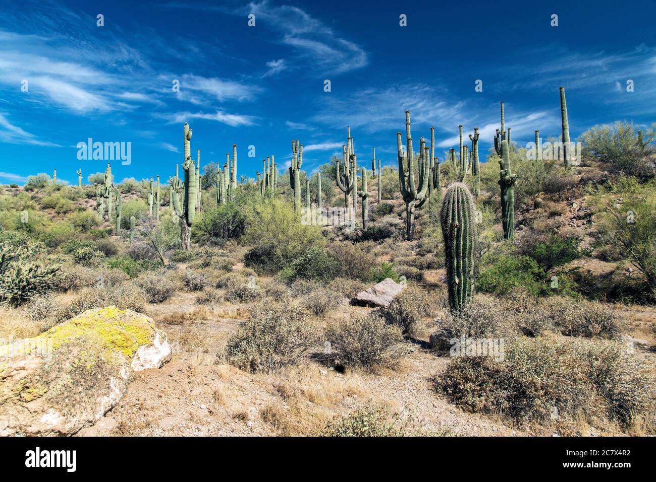 A view of the Sonoran Desert near Phoenix, Arizona Stock Photo - Alamy