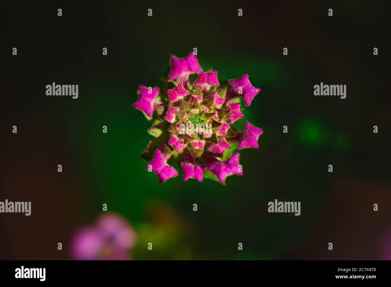 Cluster of small flowers hi-res stock photography and images - Alamy