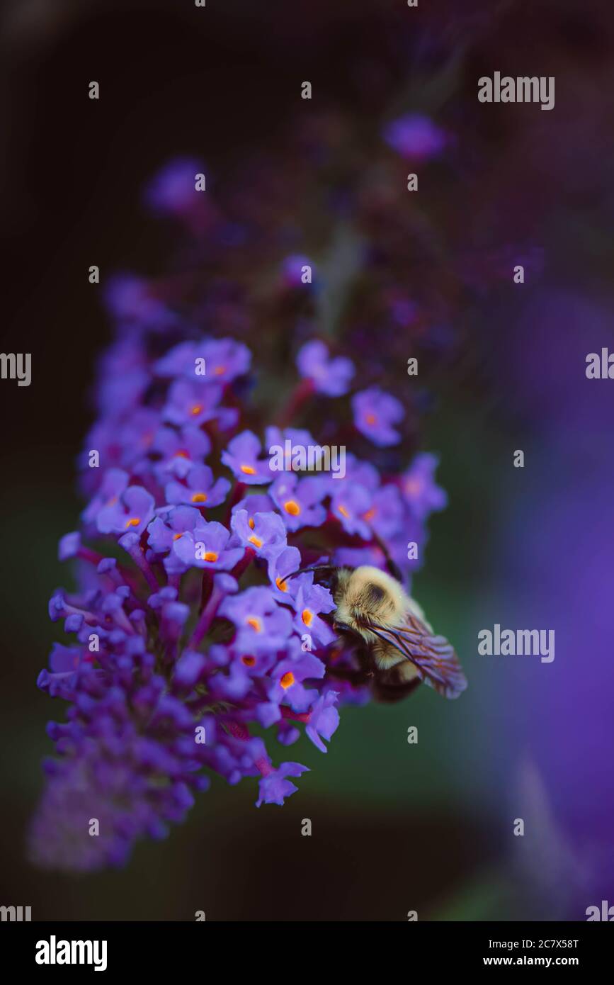 Macro Bumblebee on Purple Butterfly Bush Stock Photo