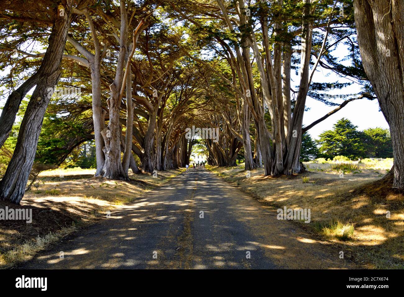 Cypress Tree Tunnel at Point Reyes National Park, Inverness, California Stock Photo