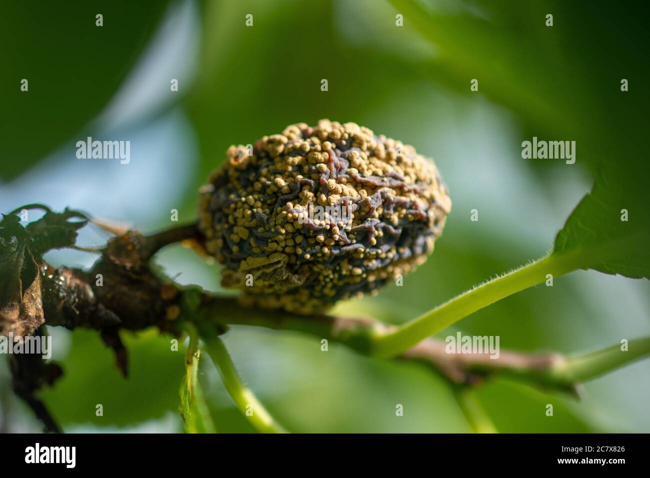 Rotten plum on the fruit tree, Monilia laxa (Monilinia laxa) infestation, plant disease Stock Photo