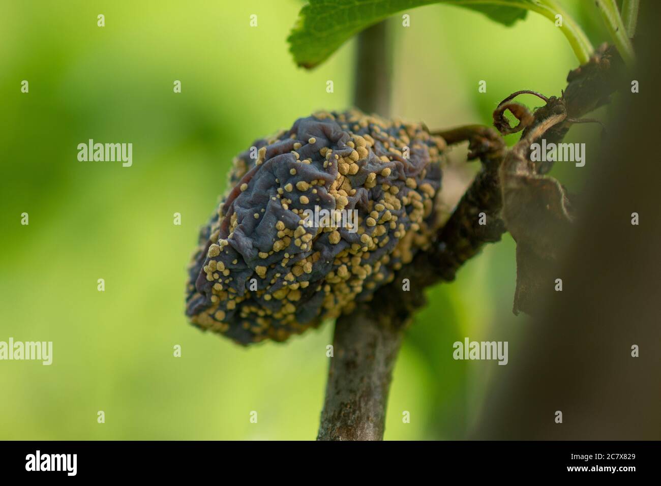 Rotten plum on the fruit tree, Monilia laxa (Monilinia laxa) infestation, plant disease Stock Photo