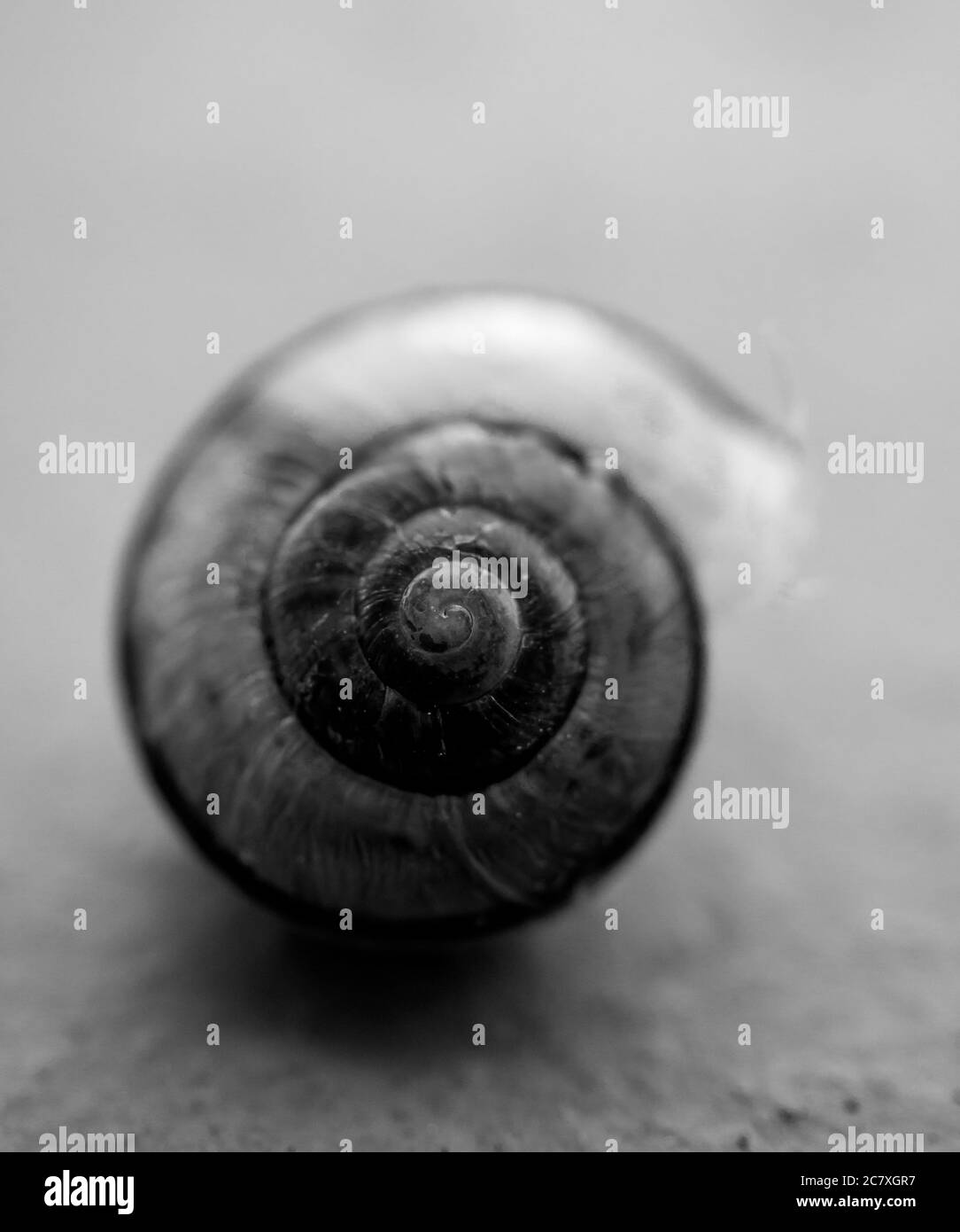 White background garden snail Black and White Stock Photos & Images - Alamy