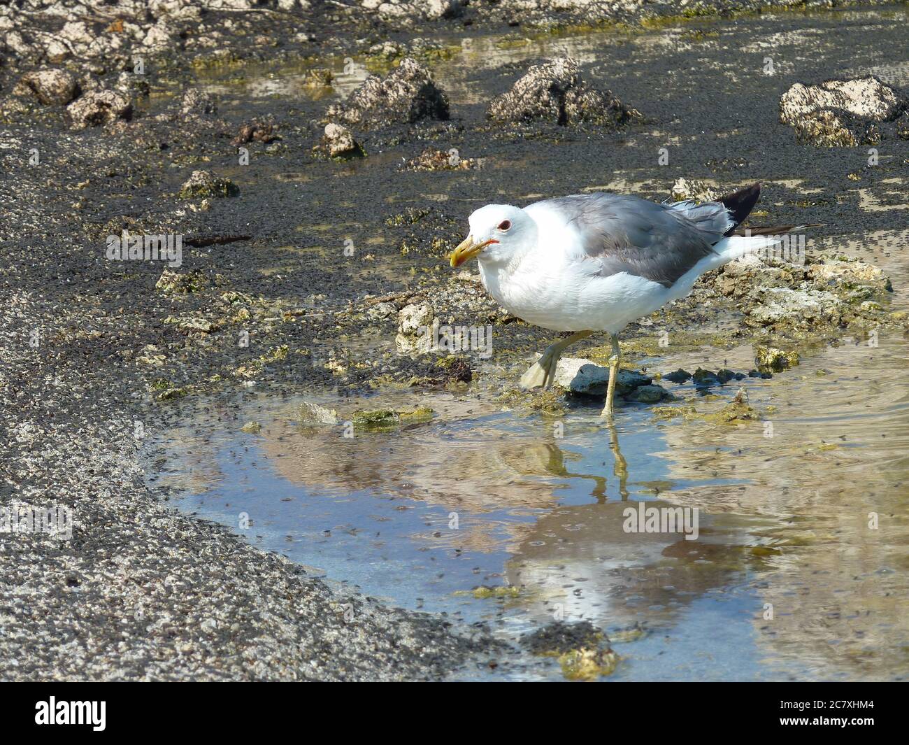 Sunny view of the Mono lake with full of Alkali fly and a seagull at California Stock Photo