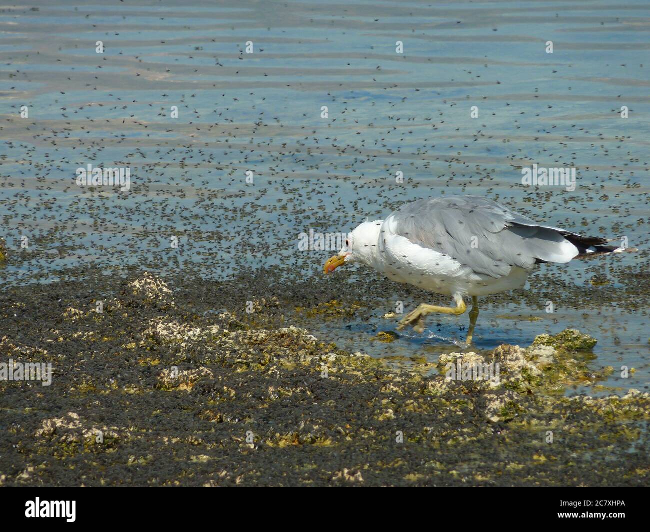 Sunny view of the Mono lake with full of Alkali fly and a seagull at California Stock Photo
