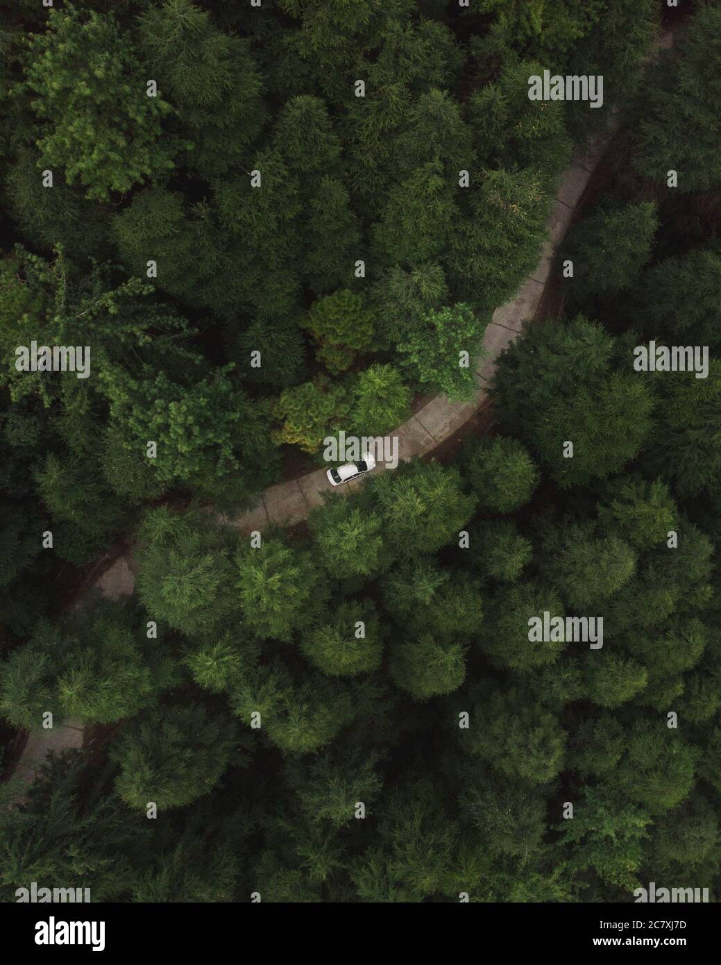 Vertical aerial shot of a car riding through a road in the forest with ...