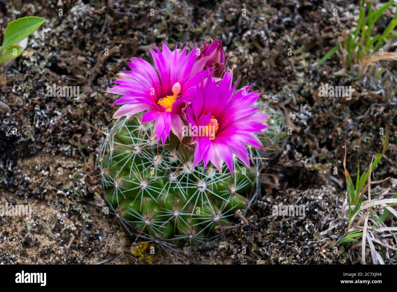A pincushion cactus blooming in Spruce Woods Provincial Park, Manitoba, Canada. Stock Photo