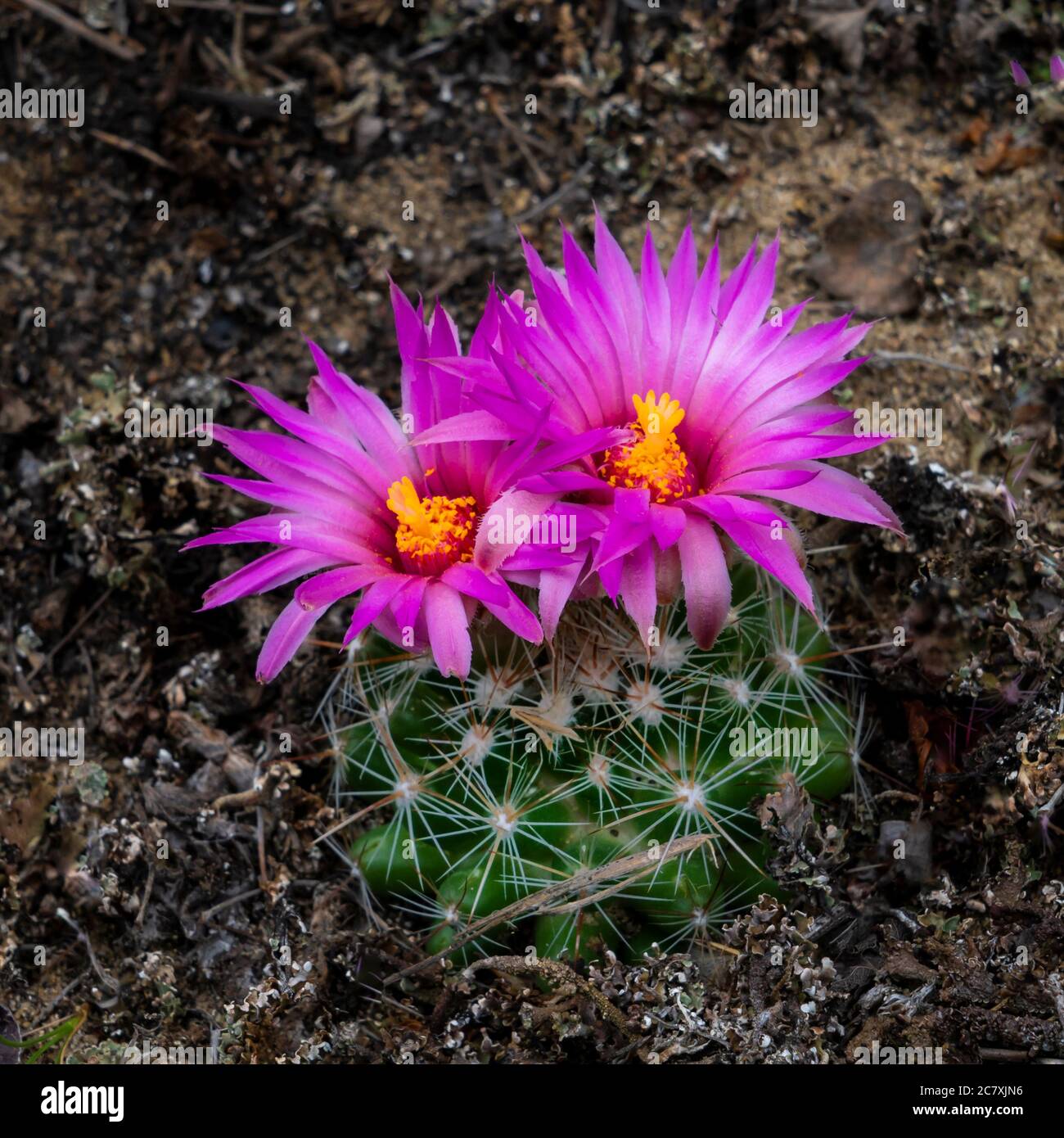 Pincushion cactus hires stock photography and images Alamy