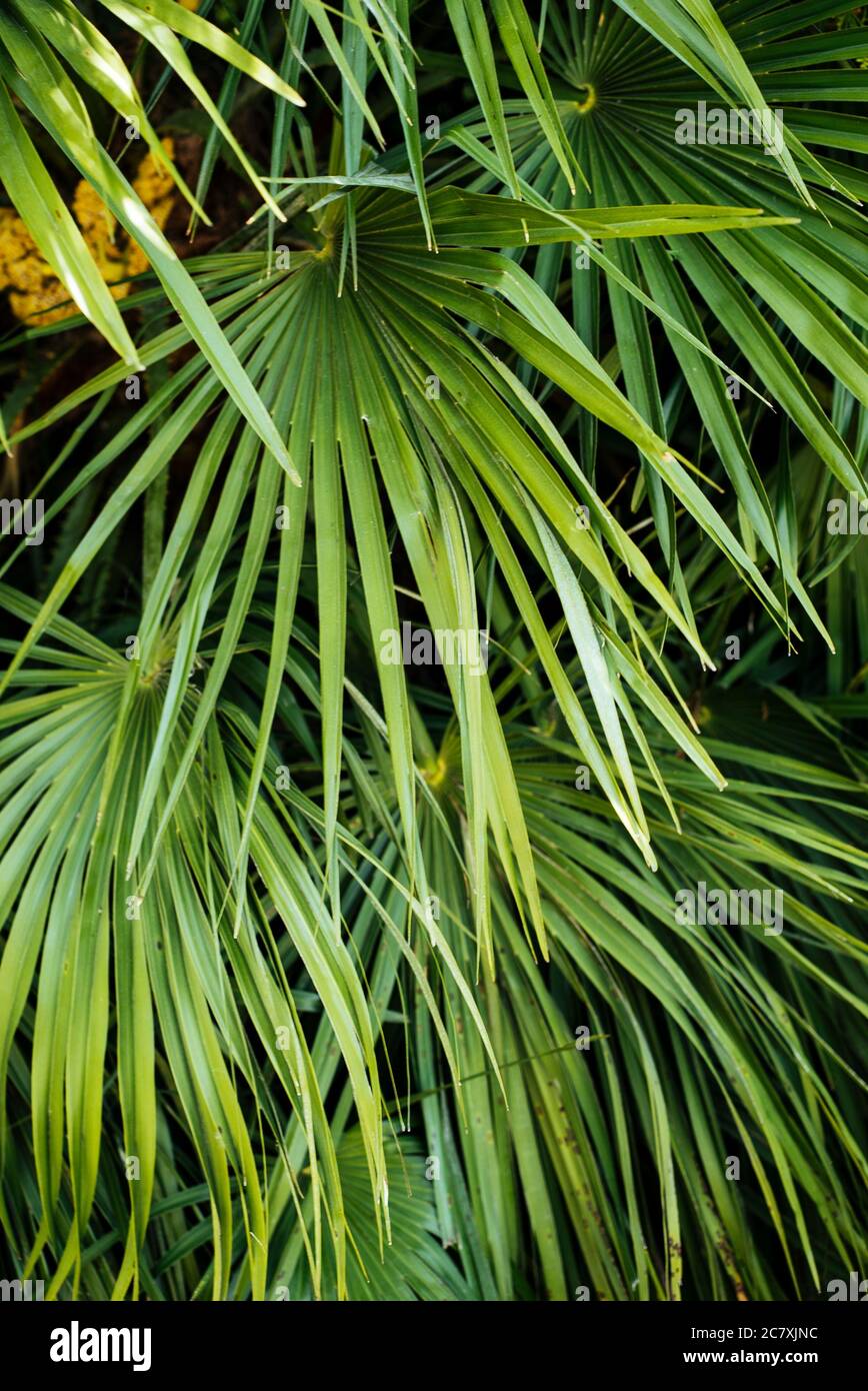 Close up palm trees coconut hi-res stock photography and images - Alamy