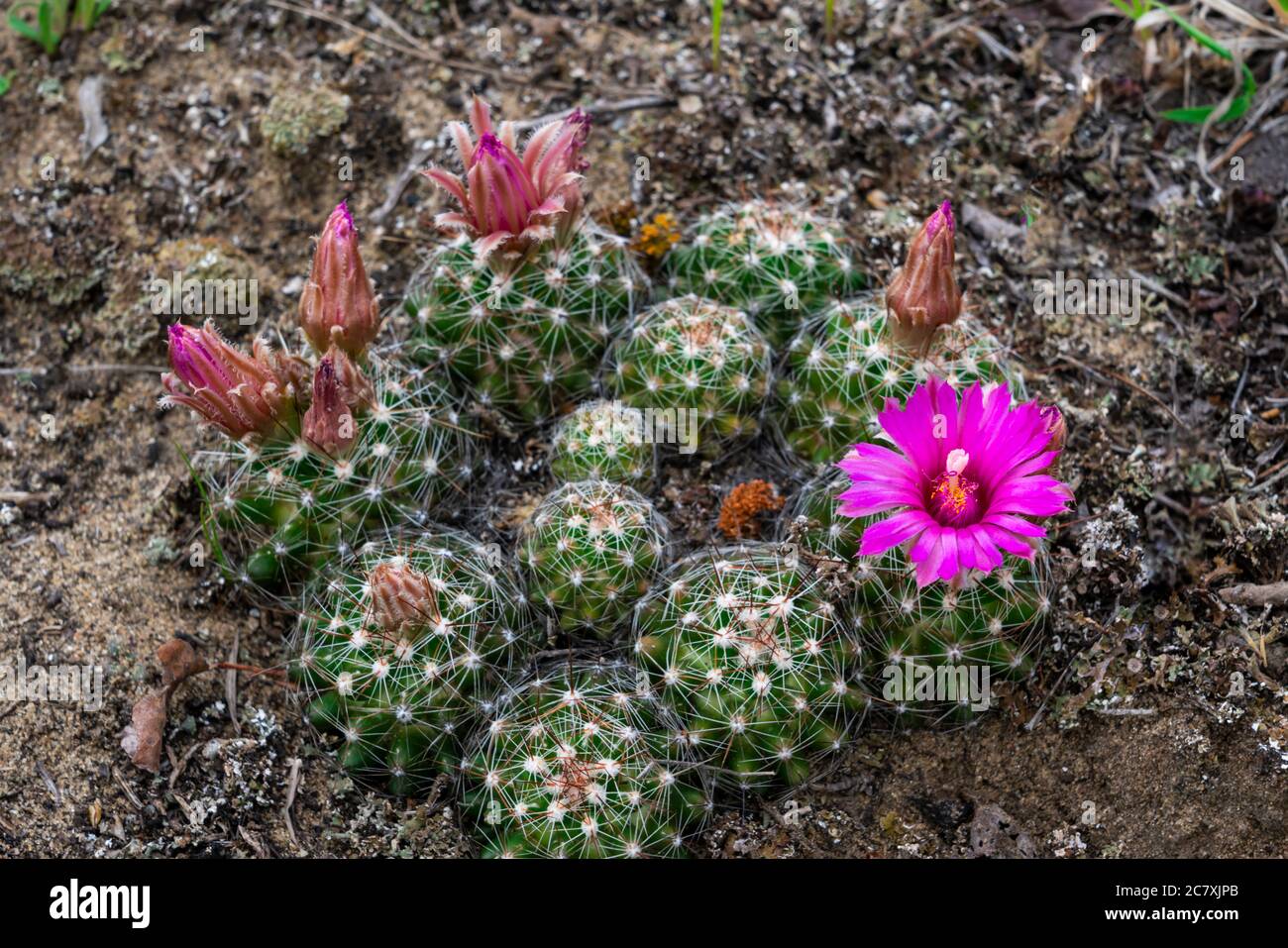 A pincushion cactus blooming in Spruce Woods Provincial Park, Manitoba, Canada. Stock Photo