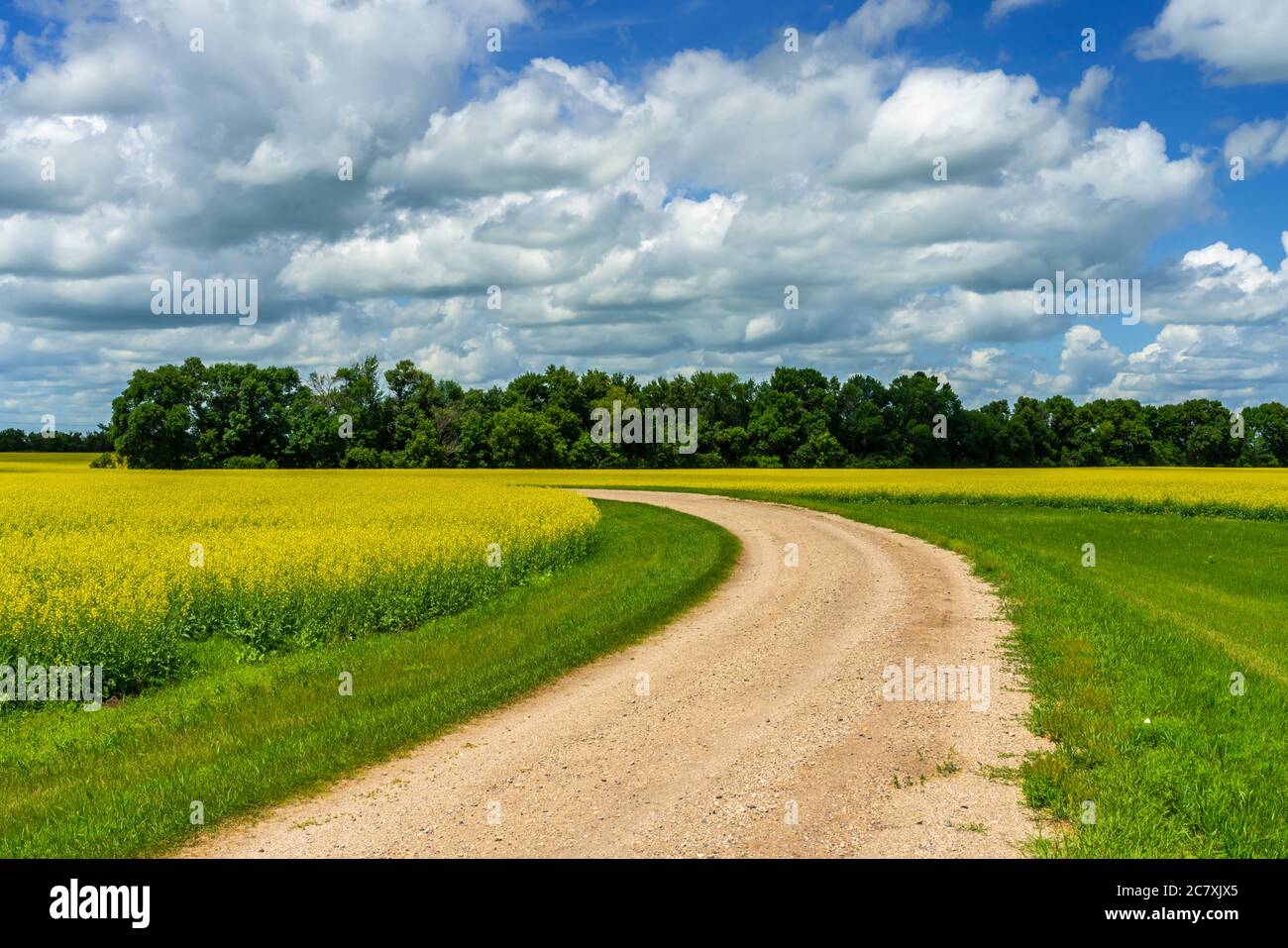 A blooming yellow canola field near Winkler, Manitoba, Canada. Stock Photo