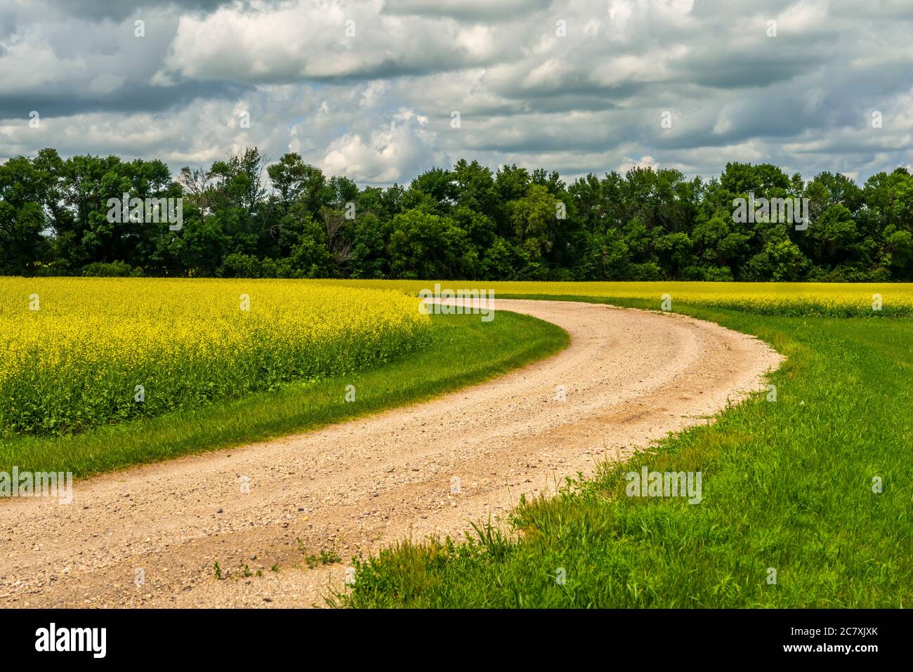 A blooming yellow canola field near Winkler, Manitoba, Canada. Stock Photo