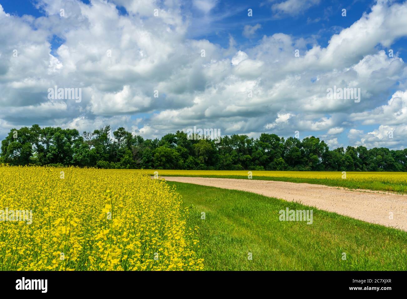 A blooming yellow canola field near Winkler, Manitoba, Canada. Stock Photo