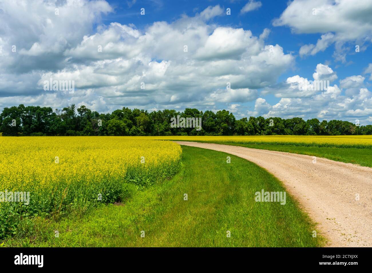 A blooming yellow canola field near Winkler, Manitoba, Canada. Stock Photo