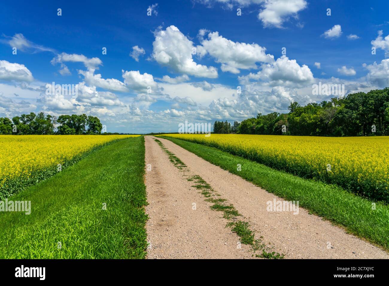 A blooming yellow canola field near Winkler, Manitoba, Canada. Stock Photo
