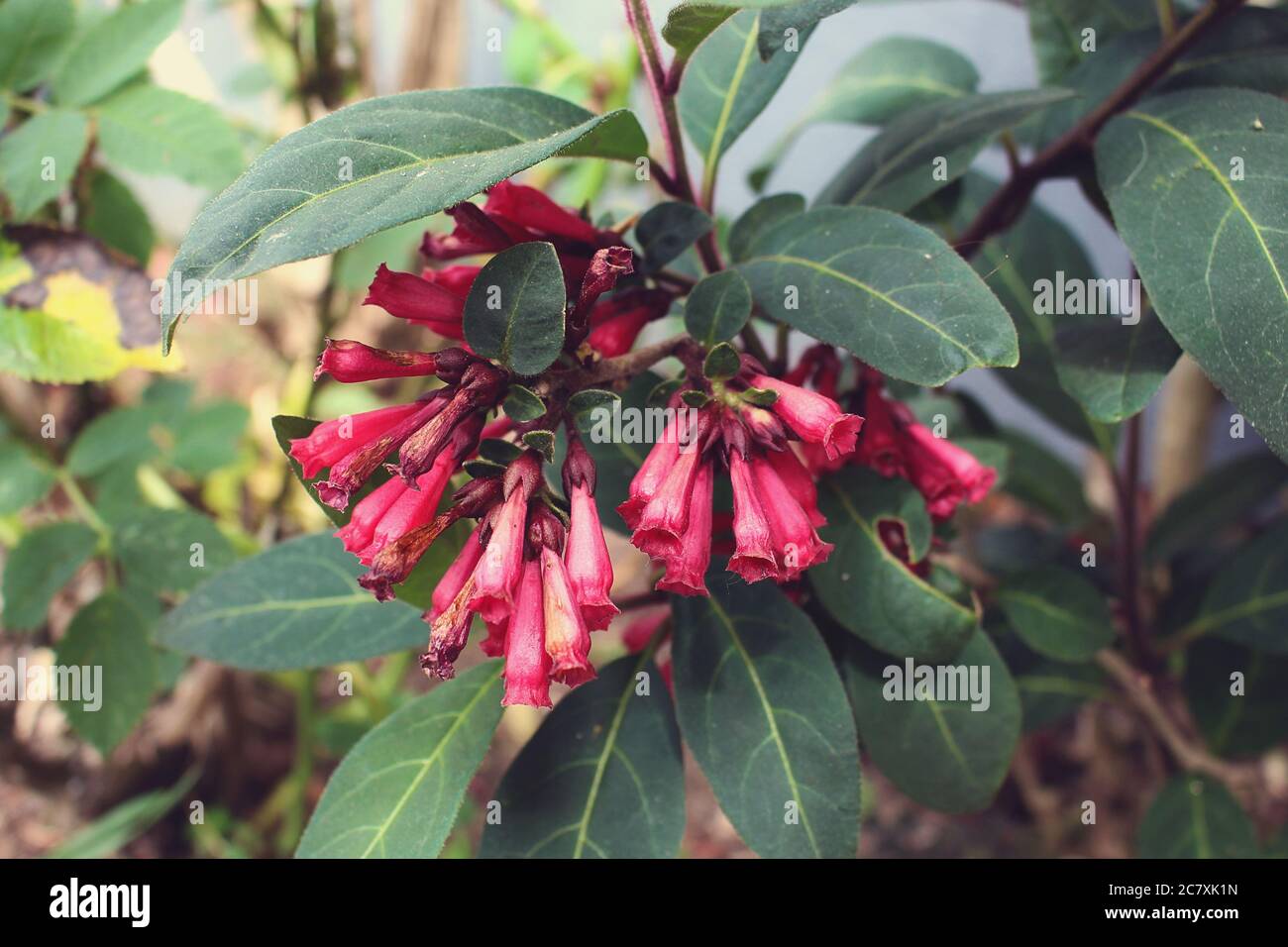 A closeup of Cestrum fasciculatums in a field under the sunlight with a blurry background Stock Photo