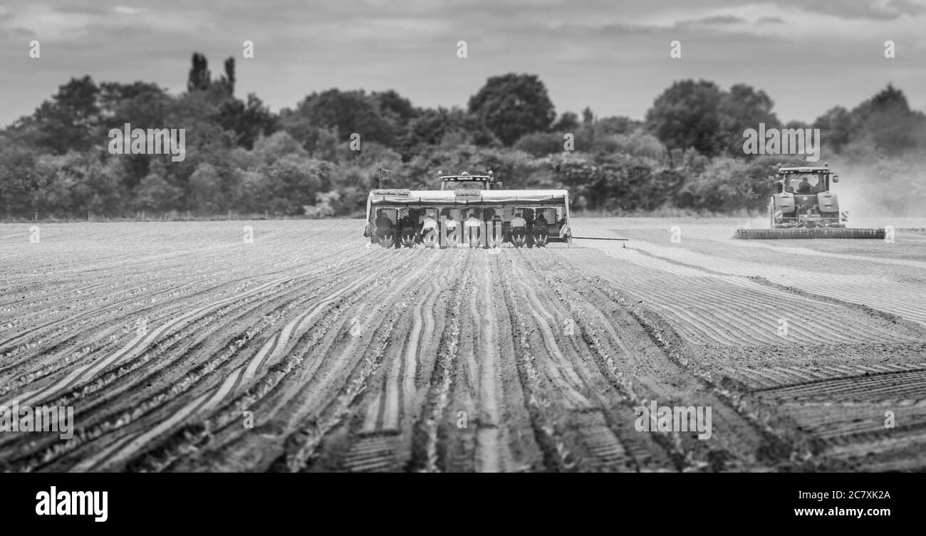 People pulling a tractor while planting cabbage seeds in Spalding, Lincolnshire, UK Stock Photo