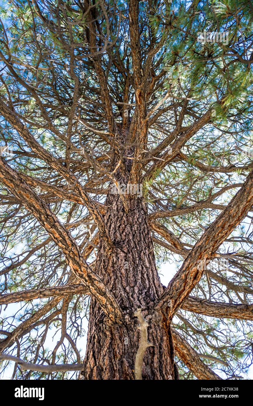Low angle shot of a giant tree under the blue sky Stock Photo - Alamy