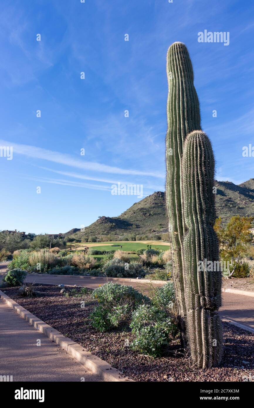 Tall cactus in foreground frames a golf course fairway in Arizona with a clear bright blue sky Stock Photo