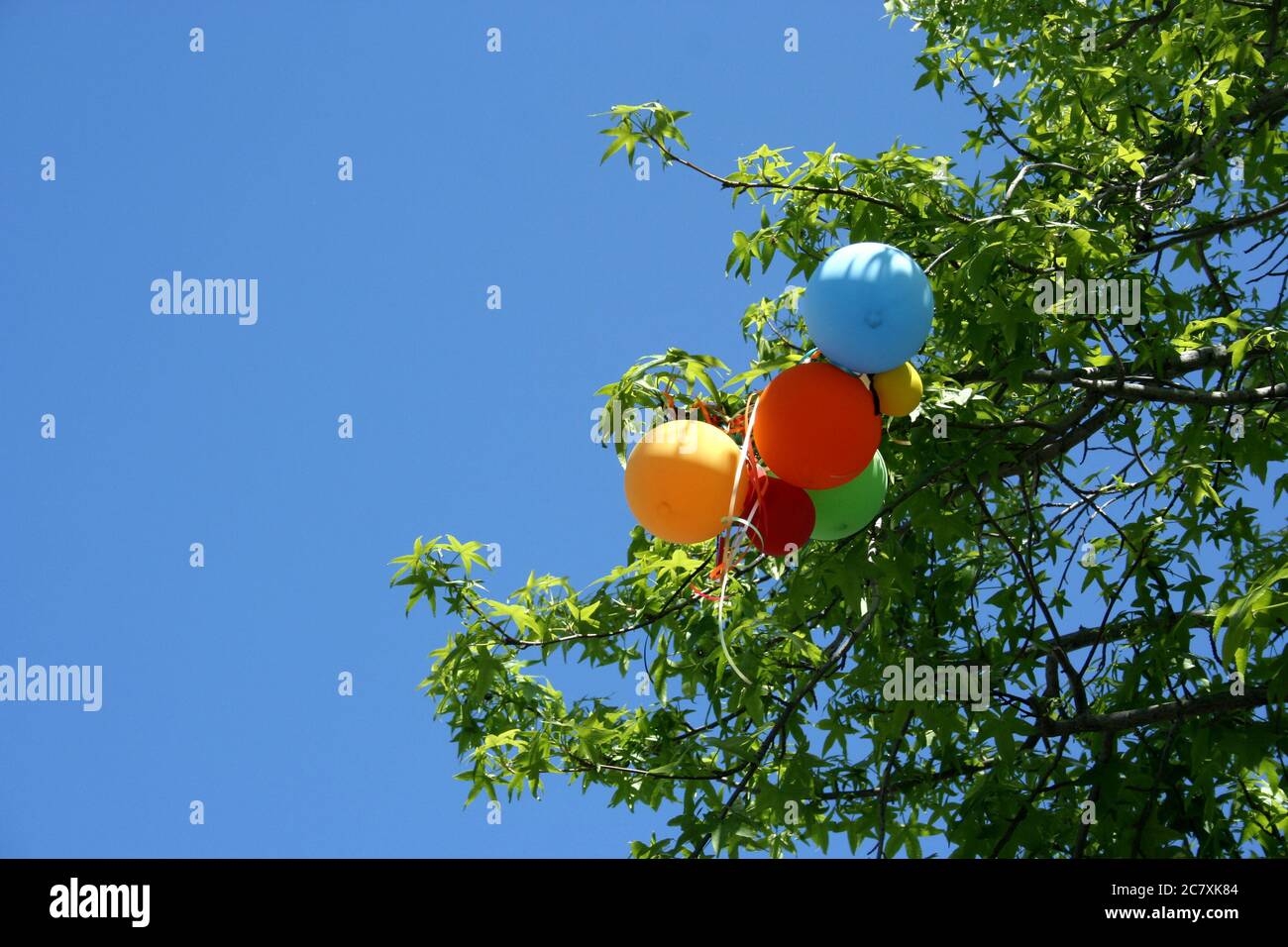Balloon caught in tree hi-res stock photography and images - Alamy