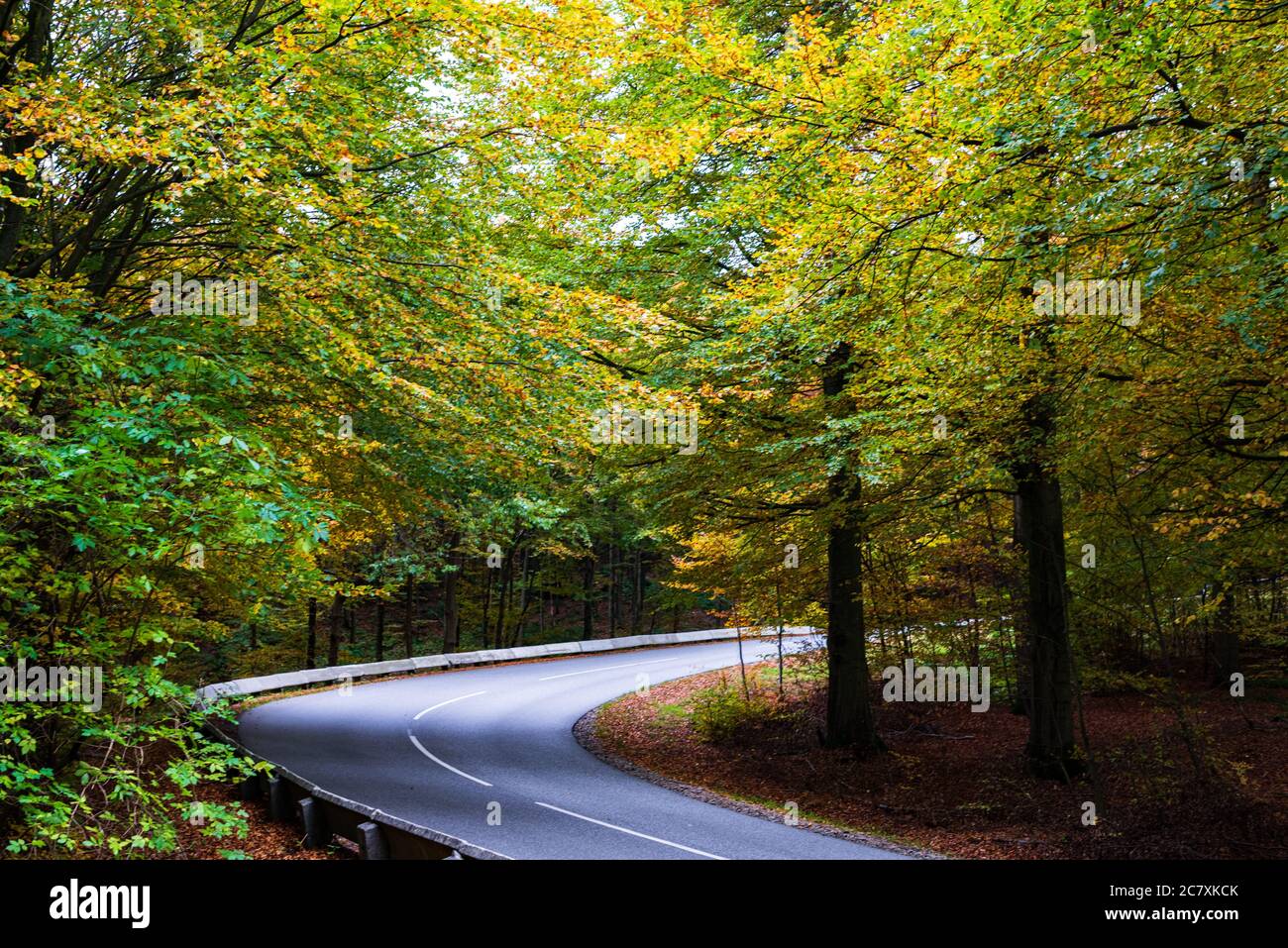 Curved asphalt road lined with autumn trees Stock Photo - Alamy