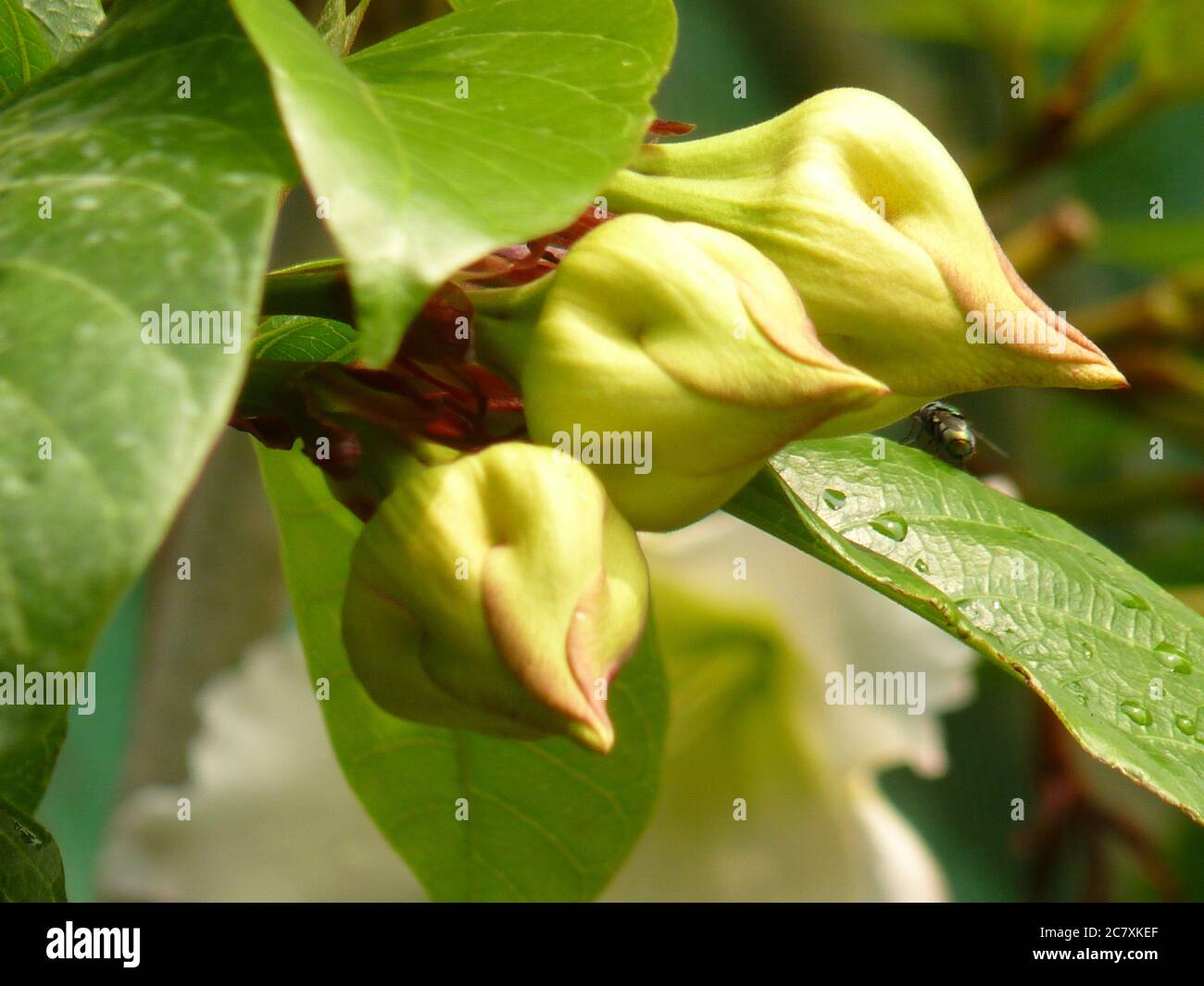 Closeup shot of three beaumontia flower buds Stock Photo