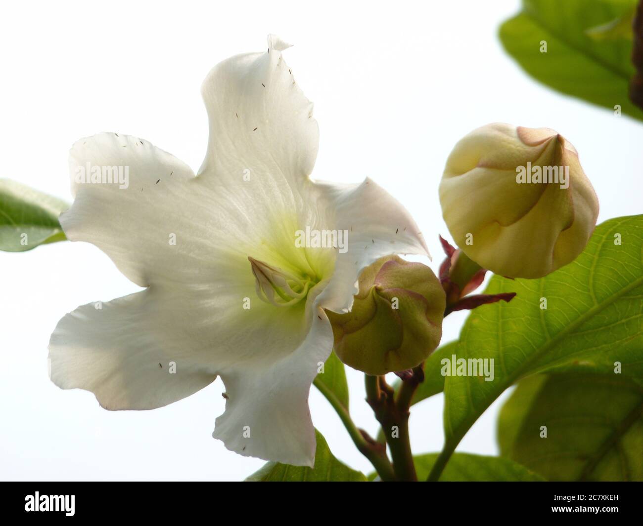 Closeup shot of white beaumontia flowers next to to buds Stock Photo