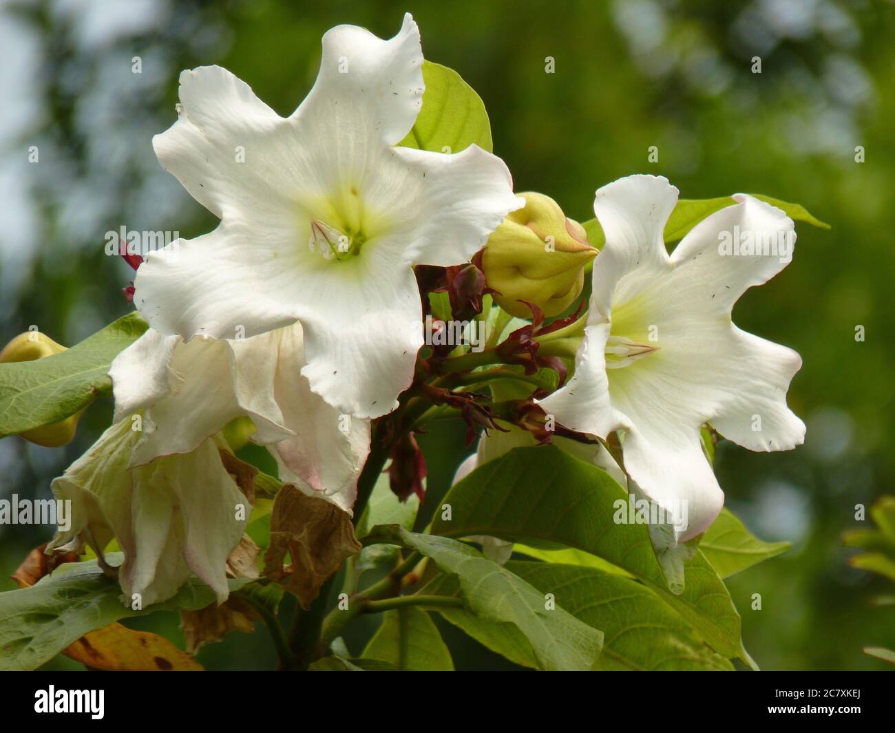 Selective focus shot of beautiful white beaumontia flowers Stock Photo