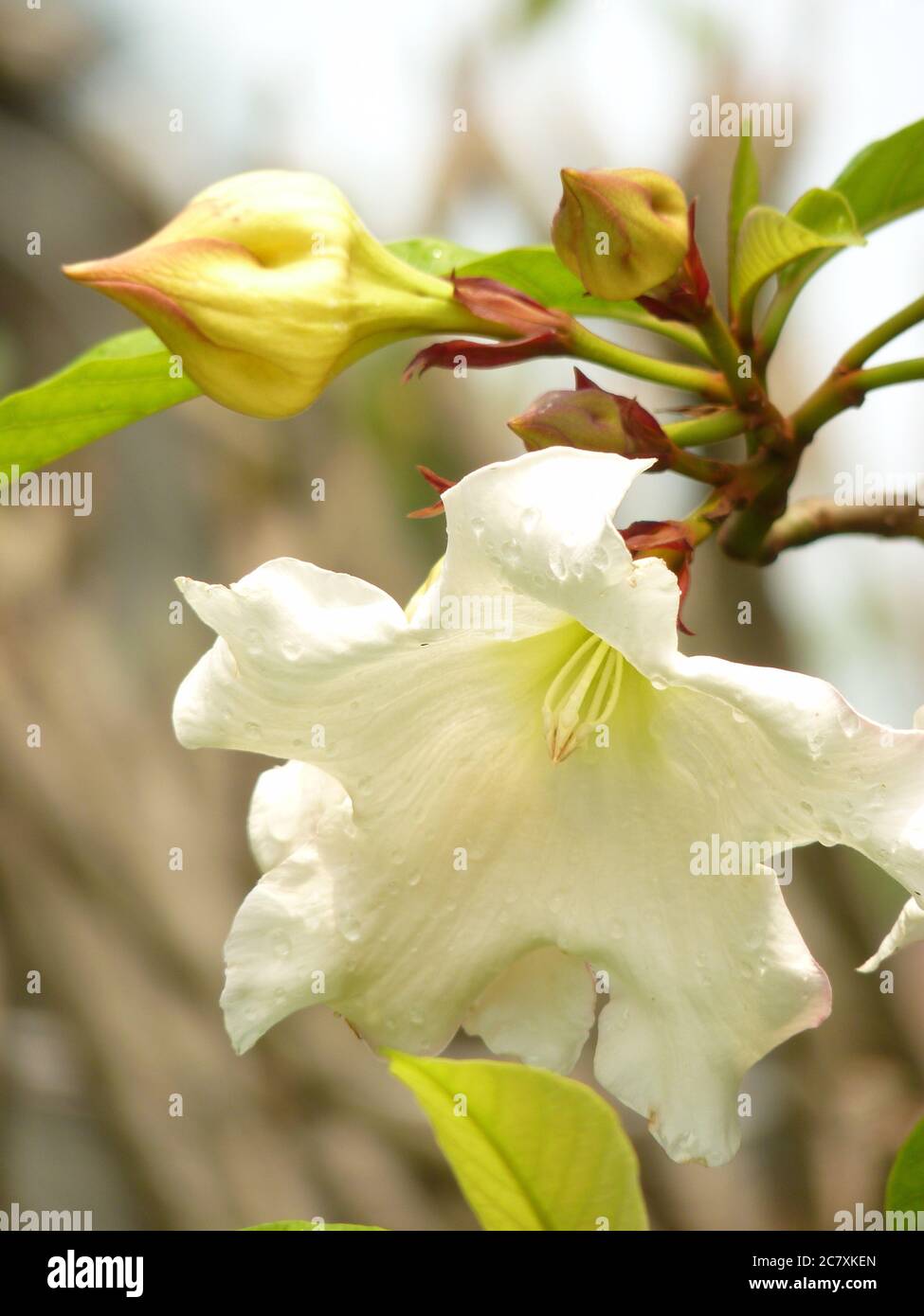 Vertical selective focus shot of beautiful white beaumontia flowers Stock Photo
