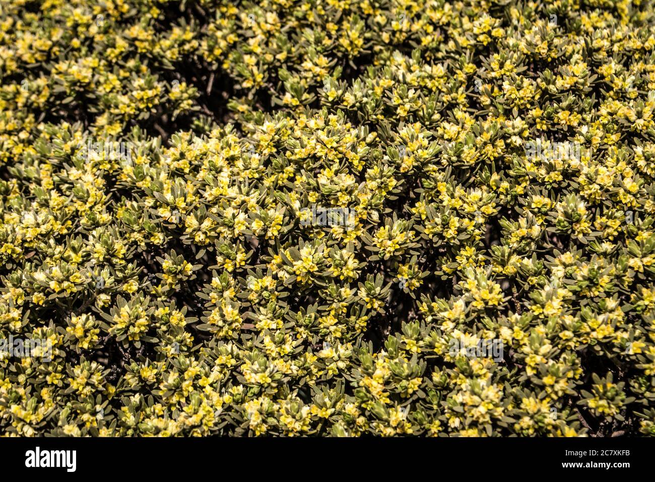 Beautifully blossomed Berberis verruculosa yellow flowers Stock Photo