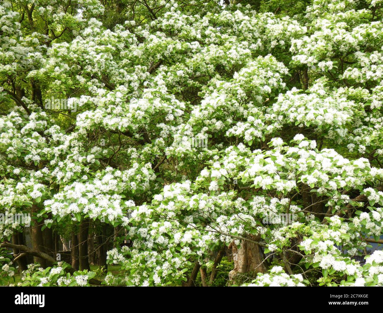 White flowers of Chinese fringetree Stock Photo Alamy