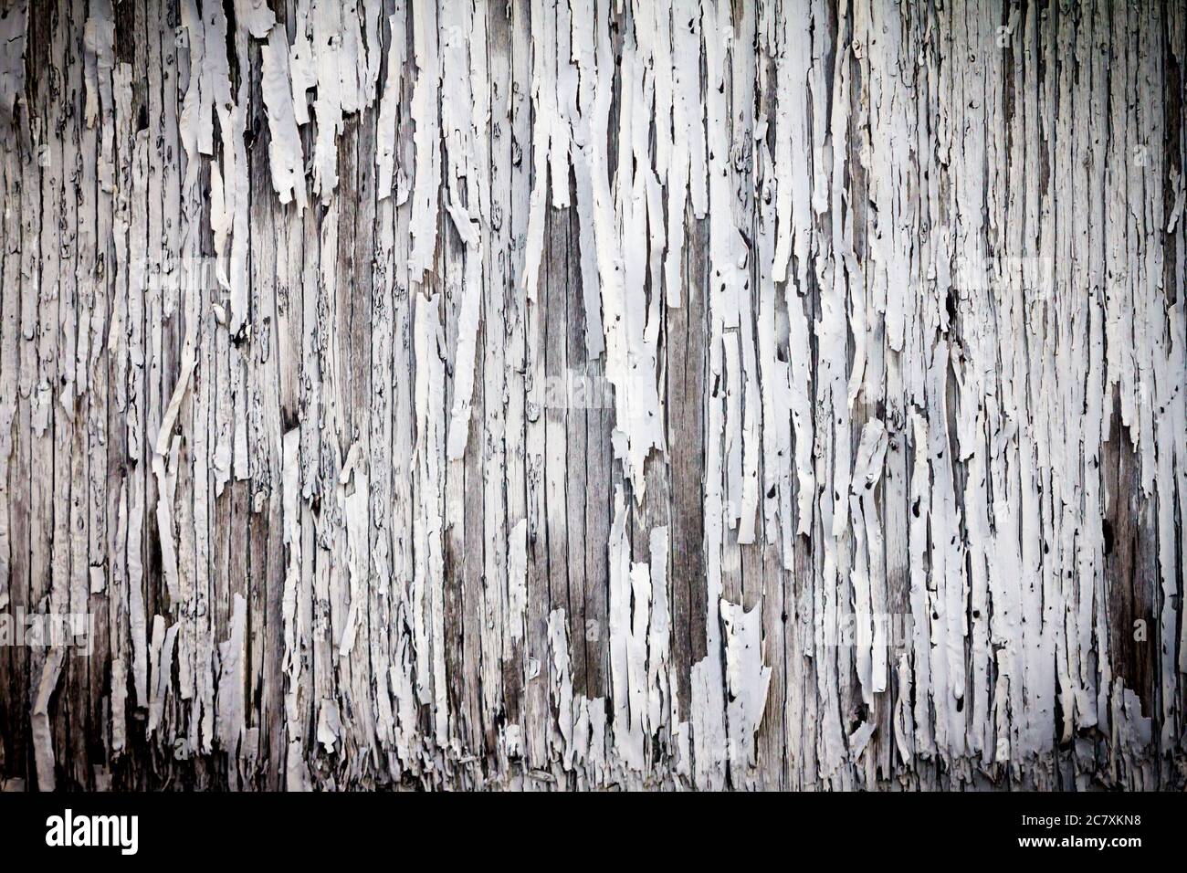 Old white paint with cracked and peeling texture on an wooden wall ...
