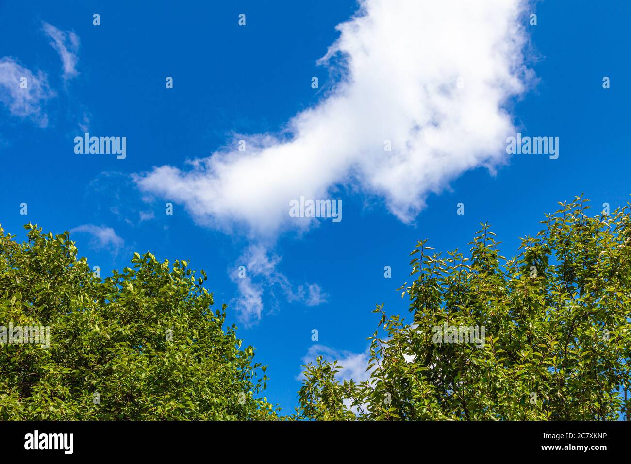 Abstract image of two trees with blue sky and white clouds Stock Photo ...