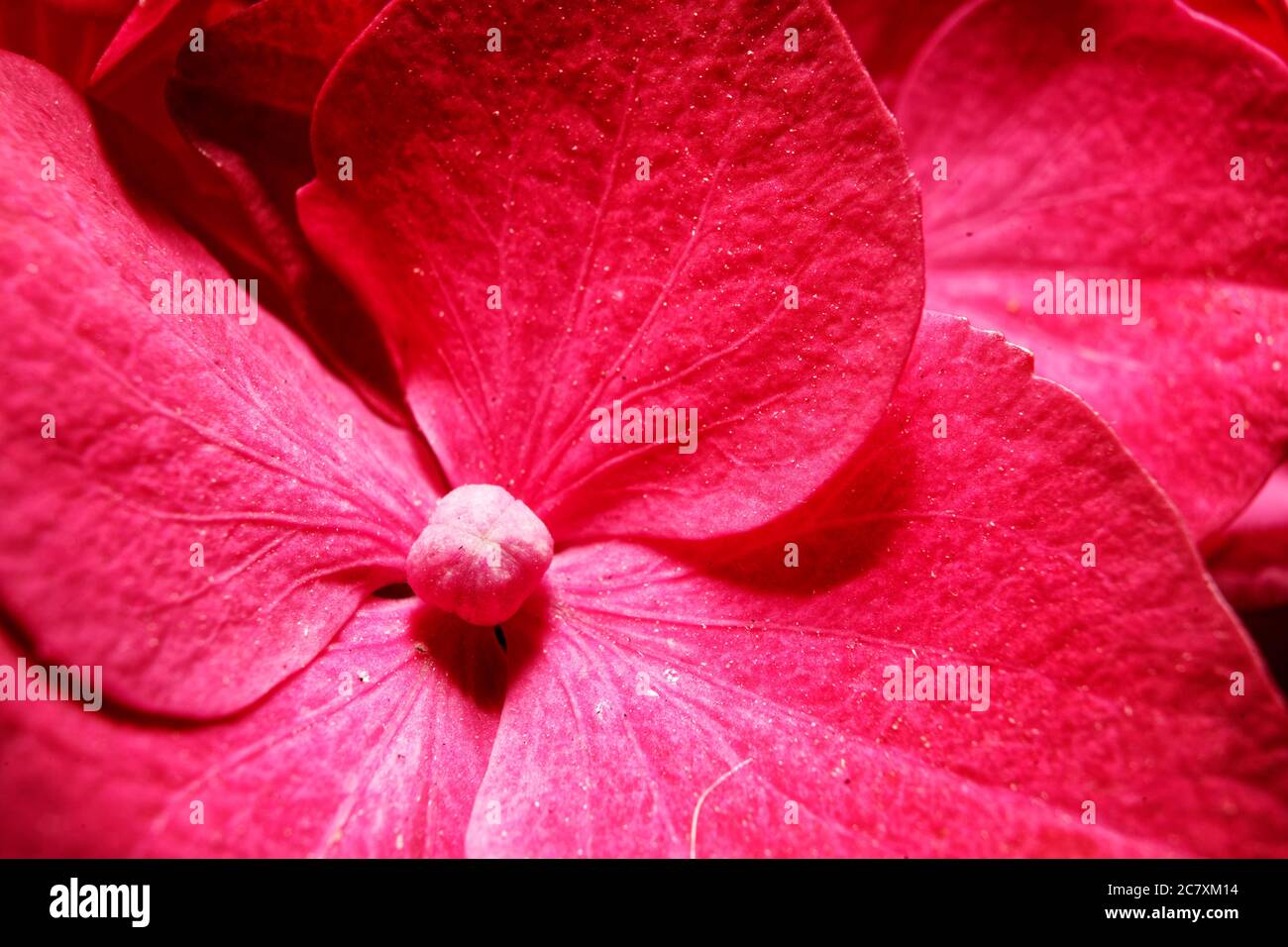 Face first into a flower. Hope you don't have allergies Stock Photo Alamy