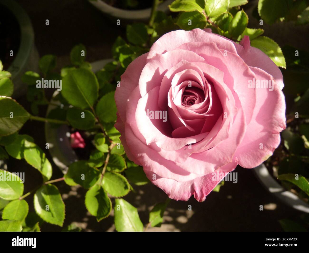 13 Bloomed Roses Closeup shot of a beautiful bloomed pink rose growing in the garden ...