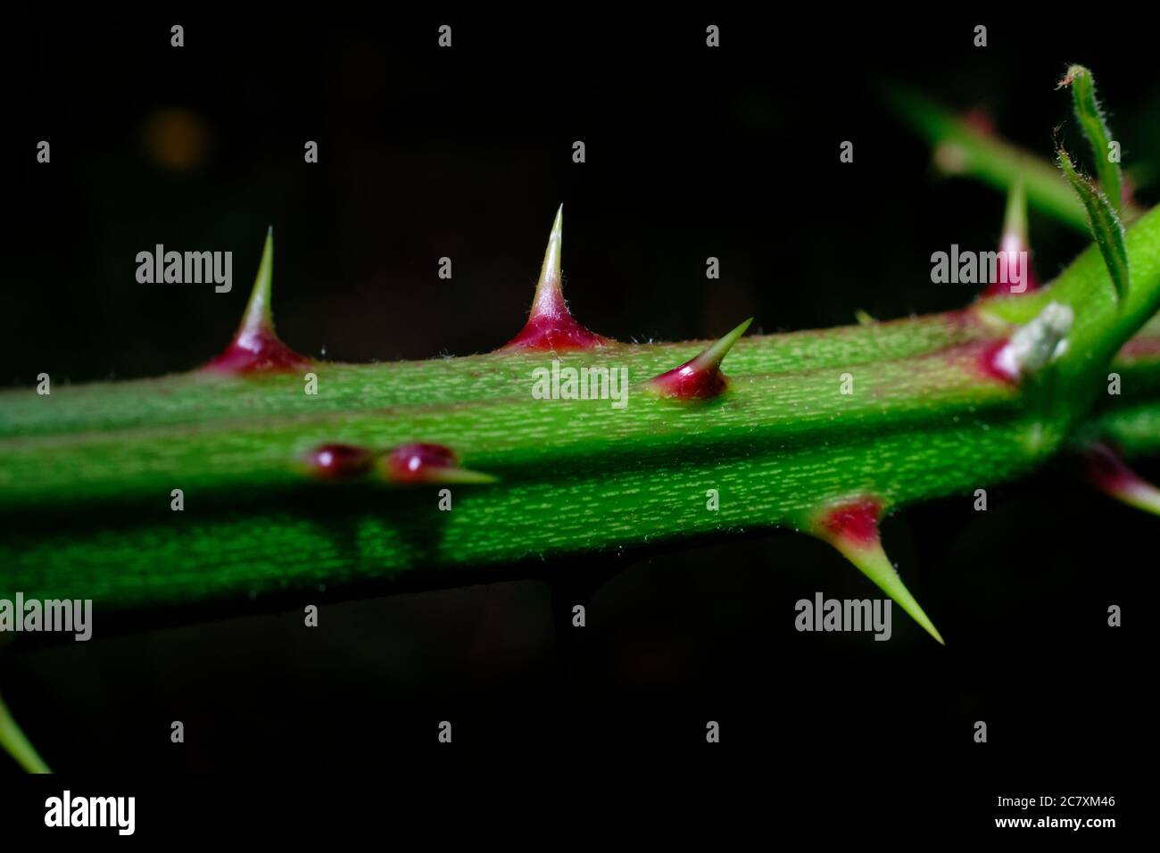 Macro of thorns on a blackberry bush Stock Photo Alamy