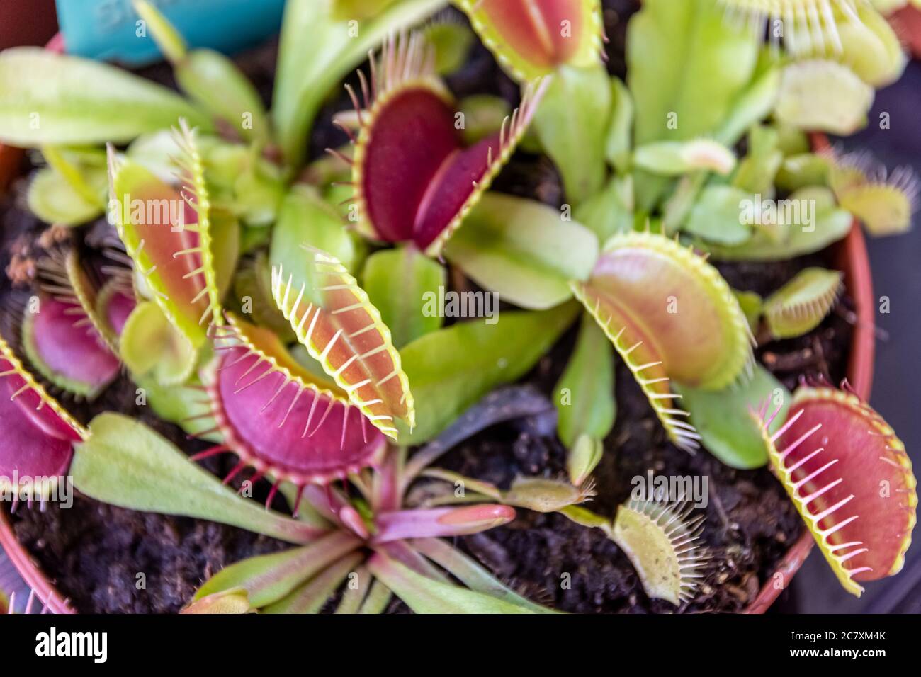 Venus flytrap in the pot under the sunlight Stock Photo Alamy