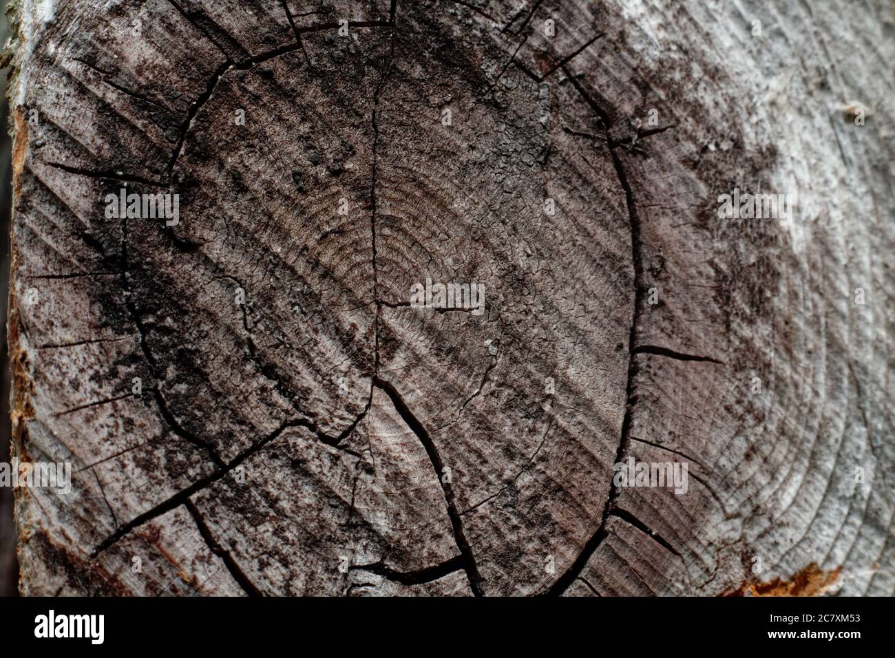 Macro wood knot texture Stock Photo Alamy