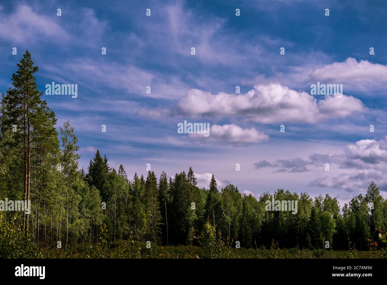 Beautiful scene of a forest under the blue sky Stock Photo - Alamy