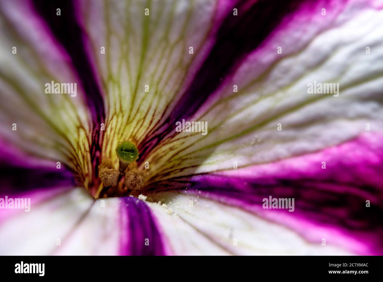 Plants that dont flower hires stock photography and images Alamy