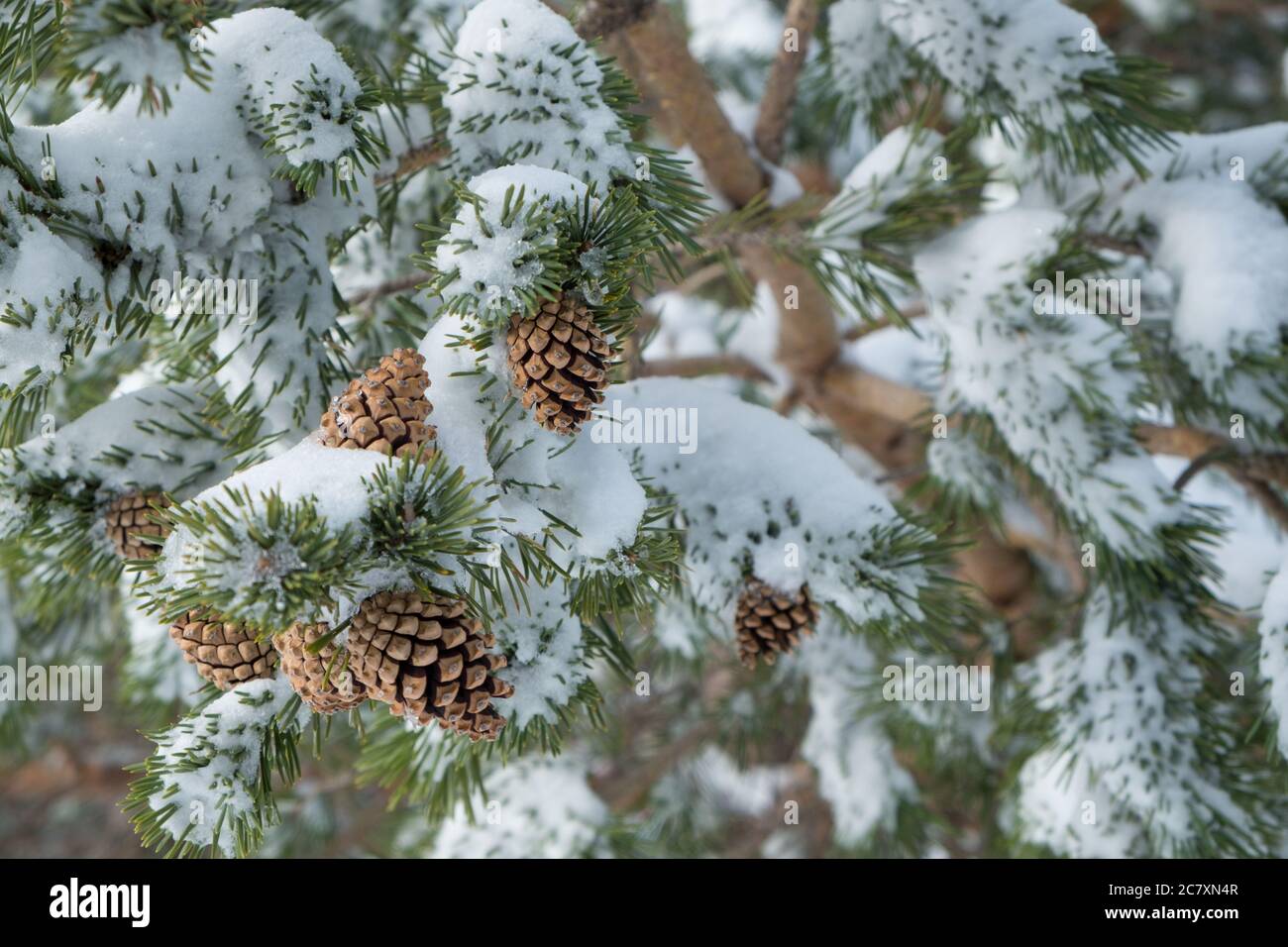 Soft focus of pine cones and needles on a tree covered with snow on ...