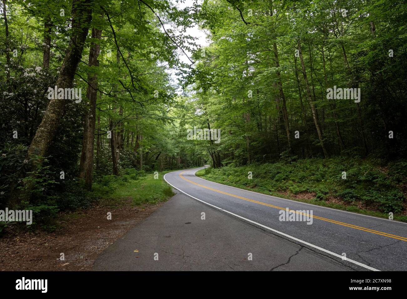 A road winding through a dense forest outside of Asheville North Carolina Stock Photo