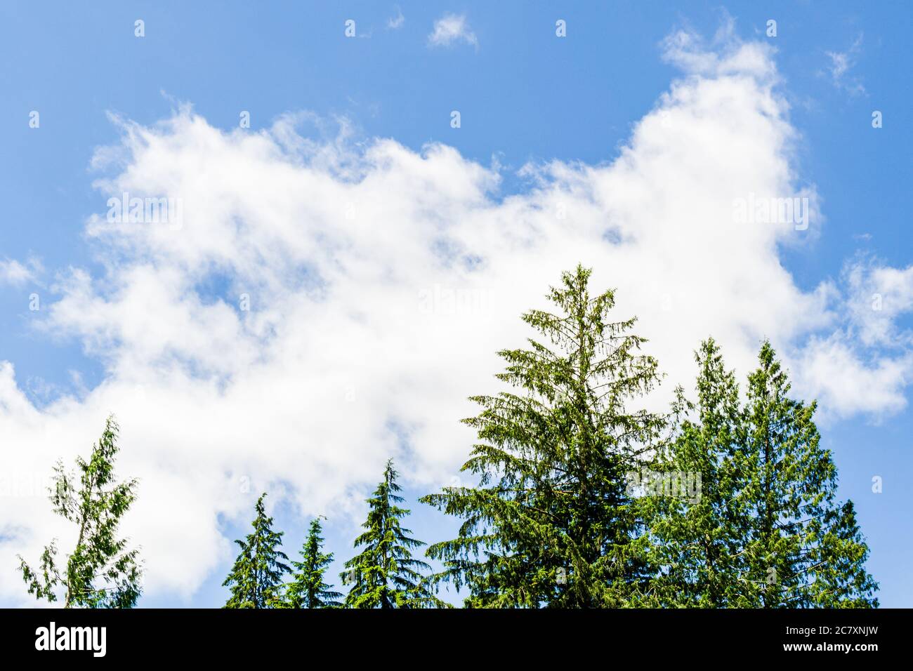top of green trees against blue sky with white clouds background Stock ...